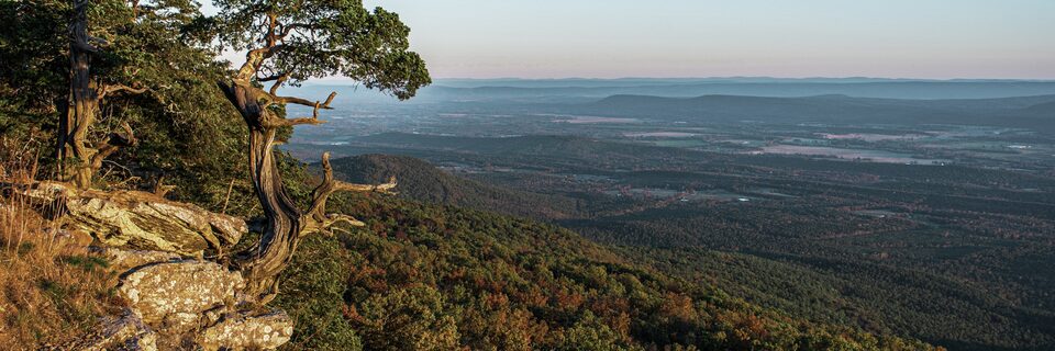 A Lone Tree Sits on a Cliff in Ozark National Forest