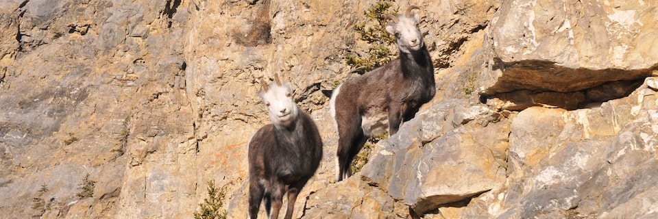 The GMC Rally Team was joined by these mountain goats during the Alcan 5000