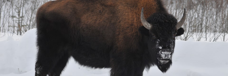 The GMC Rally Team discovered roads blocked by bison during the Alcan 5000 Winter Rally